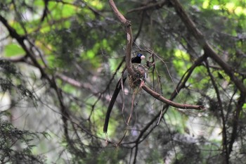 サンコウチョウ 鎌北湖 2021年6月27日(日)