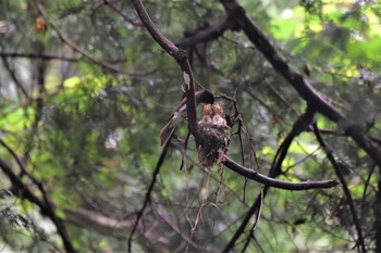 サンコウチョウ 鎌北湖 2021年7月7日(水)