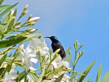 キタキフサタイヨウチョウ Tel Aviv, Israel  2021年7月10日(土)