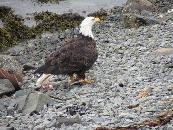 Bald Eagle ダッチハーバー Sun, 8/31/2014