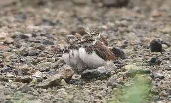 コチドリ 場所が不明 撮影日未設定