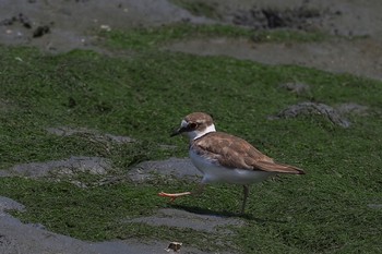 コチドリ 東京港野鳥公園 2021年7月10日(土)