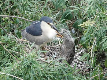 Black-crowned Night Heron 茨城 Sat, 7/10/2021