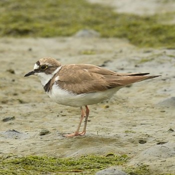 2021年7月11日(日) 東京港野鳥公園の野鳥観察記録