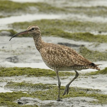 チュウシャクシギ 東京港野鳥公園 2021年7月11日(日)