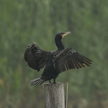 カワウ 東京港野鳥公園 2021年7月11日(日)