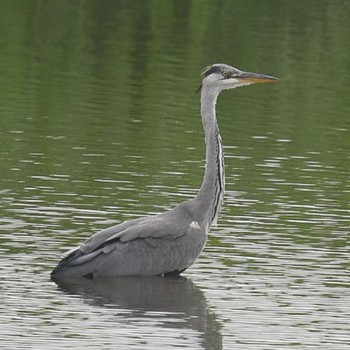 Grey Heron Tokyo Port Wild Bird Park Sun, 7/11/2021