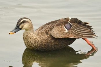 Eastern Spot-billed Duck Tokyo Port Wild Bird Park Sun, 7/11/2021