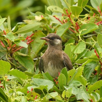 ムクドリ 東京港野鳥公園 2021年7月11日(日)