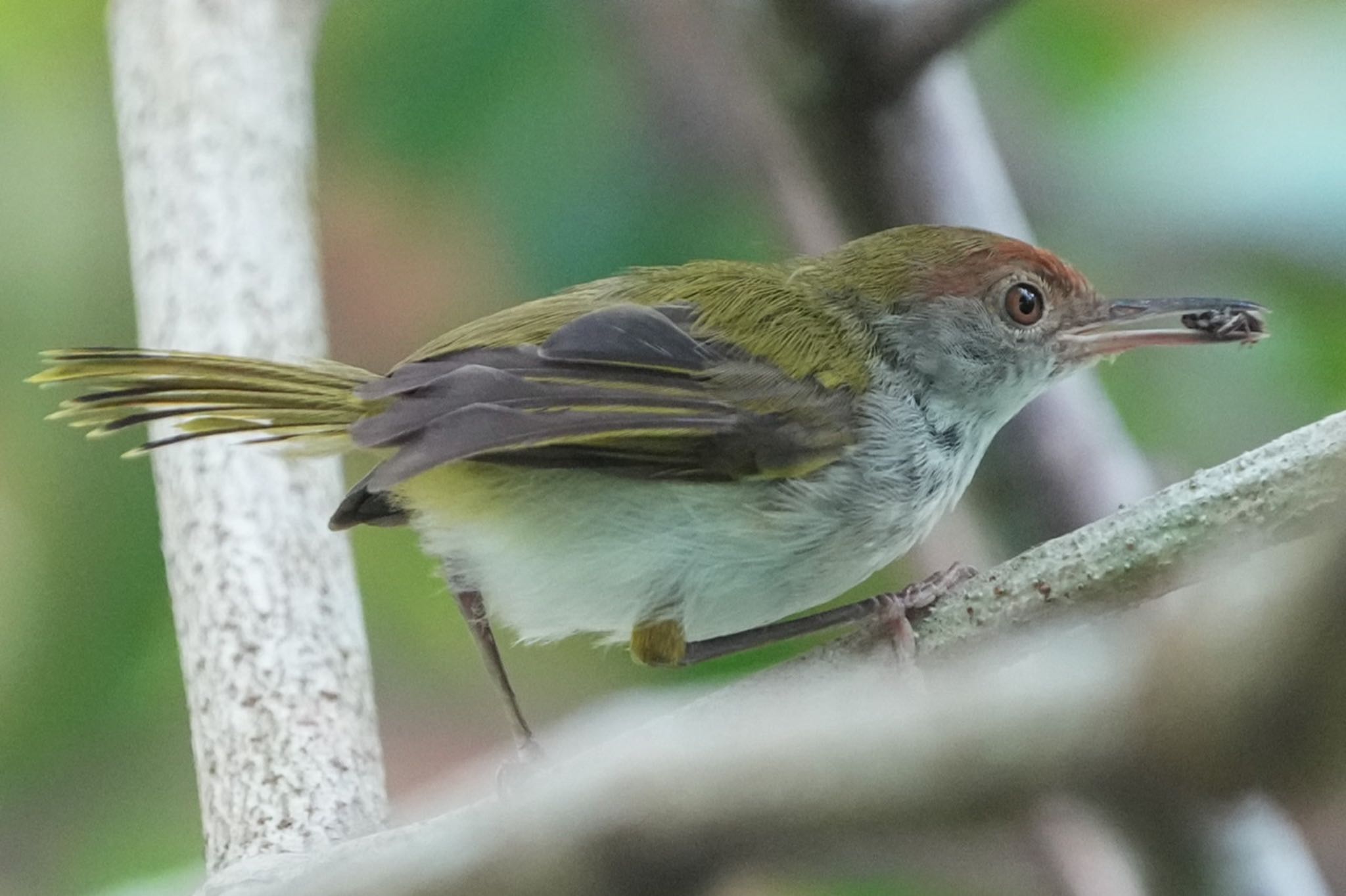 Common Tailorbird