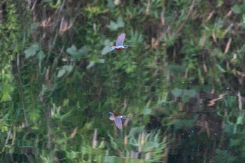 Common Kingfisher 神戸市 Mon, 7/12/2021