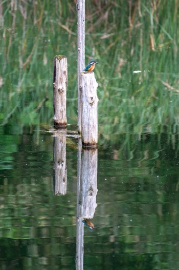 Common Kingfisher 神戸市 Mon, 7/12/2021