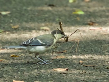 2021年7月11日(日) 水元公園の野鳥観察記録