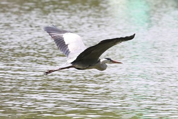 アオサギ 明石公園 2021年6月20日(日)