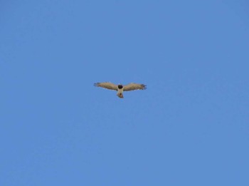 Black-chested Snake Eagle