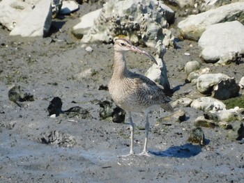 チュウシャクシギ 東京港野鳥公園 2021年7月10日(土)