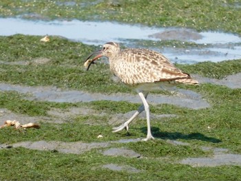 チュウシャクシギ 東京港野鳥公園 2021年7月10日(土)