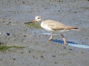 ソリハシシギ 東京港野鳥公園 2021年7月10日(土)