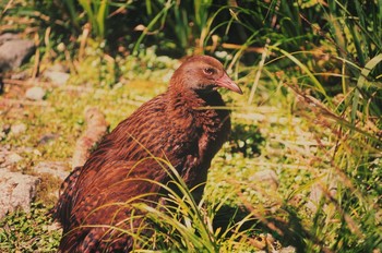 Weka ニュージーランド南島 Sat, 1/19/2008