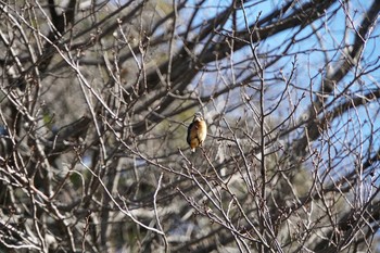 Common Kingfisher 久良岐公園 Thu, 2/2/2017