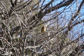 カワセミ 久良岐公園 2017年2月2日(木)