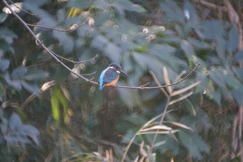 カワセミ 久良岐公園 2017年2月2日(木)