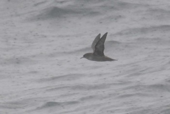 Short-tailed Shearwater 大洗-苫小牧航路 Sat, 5/22/2021