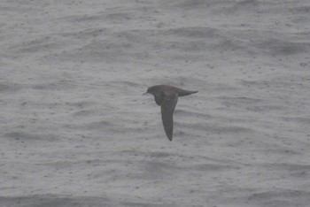 Short-tailed Shearwater 大洗-苫小牧航路 Sat, 5/22/2021