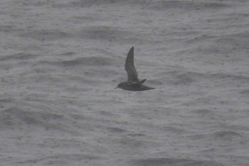 Short-tailed Shearwater 大洗-苫小牧航路 Sat, 5/22/2021