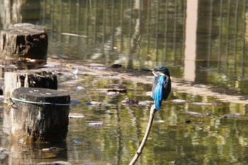 Common Kingfisher 久良岐公園 Thu, 2/2/2017