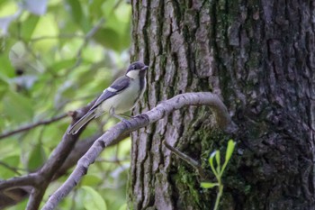 Sun, 7/11/2021 Birding report at 秋ヶ瀬公園(ピクニックの森)