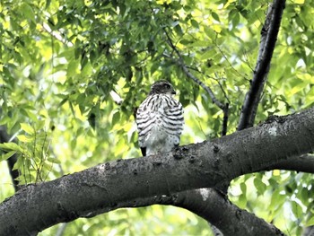 Japanese Sparrowhawk 埼玉県廣瀬神社 Mon, 7/12/2021