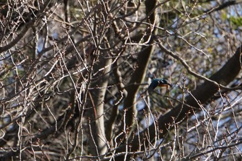 カワセミ 久良岐公園 2017年2月2日(木)