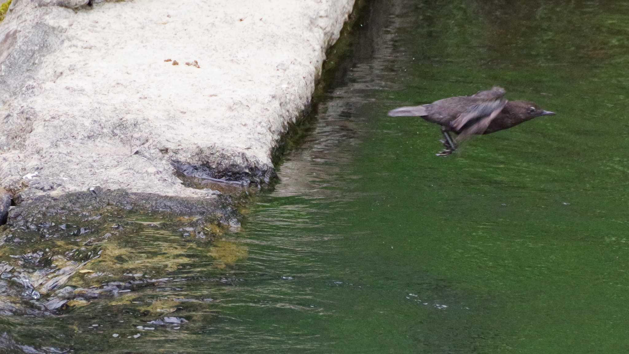 こちらは親鳥。