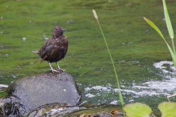 2021年7月12日(月) 福井緑地(札幌市西区)の野鳥観察記録
