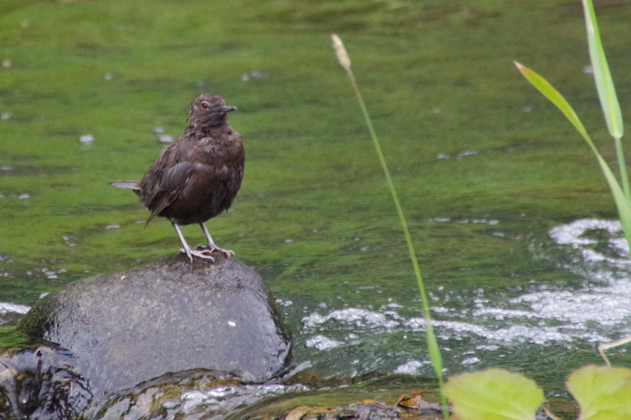 福井緑地(札幌市西区) カワガラスの写真