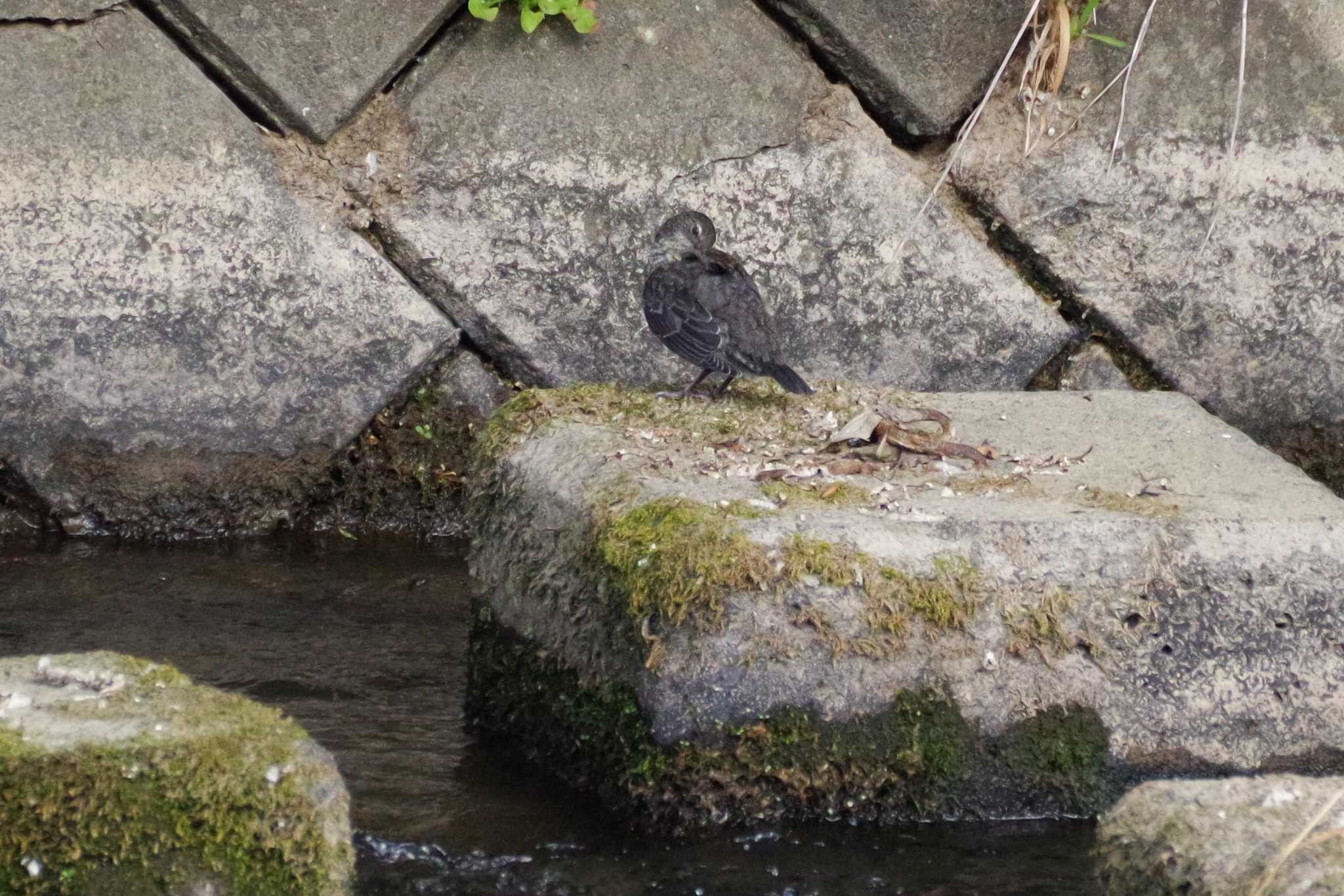 こちらは幼鳥。(別々の場所にいました)