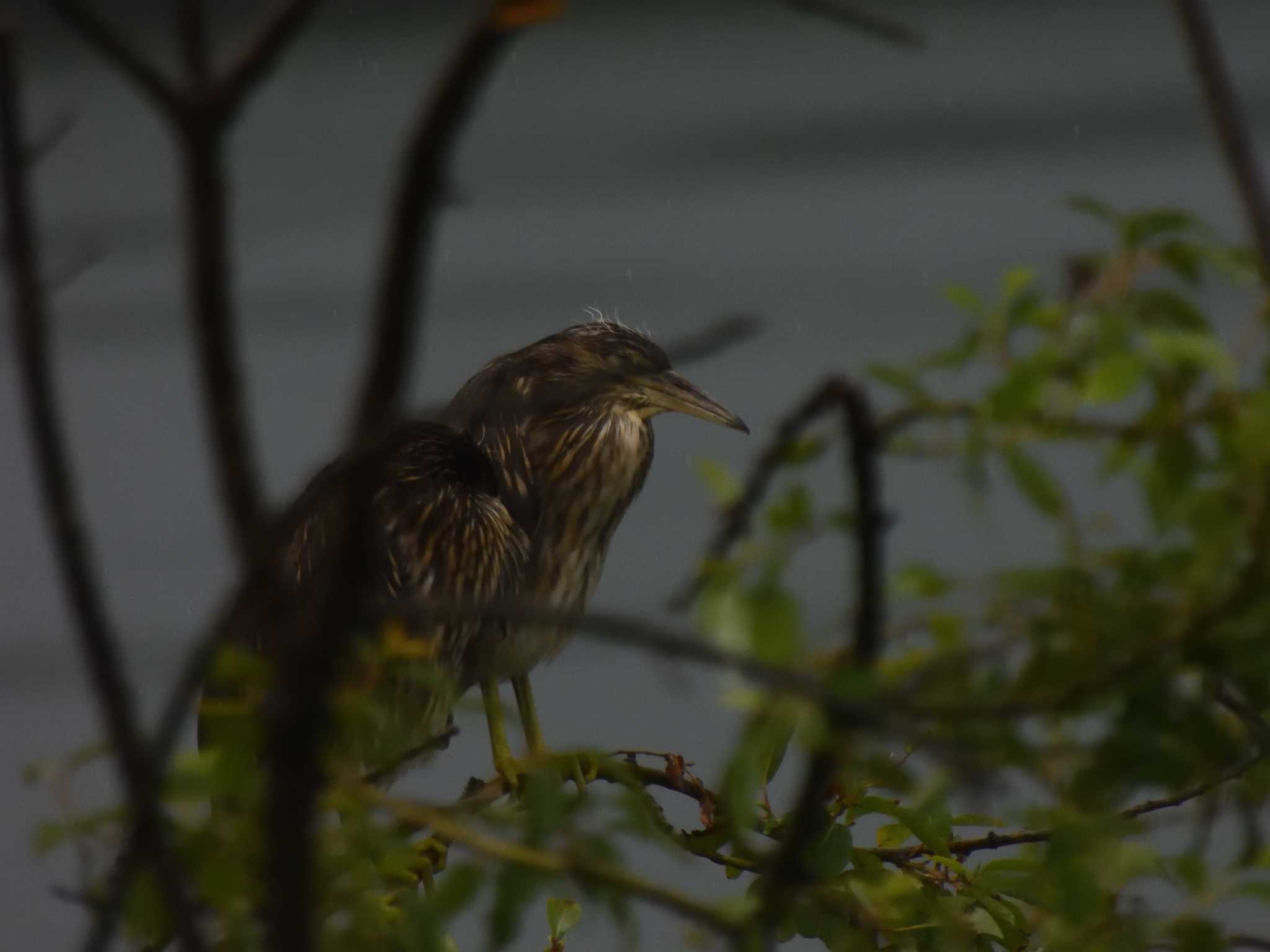 Black-crowned Night Heron