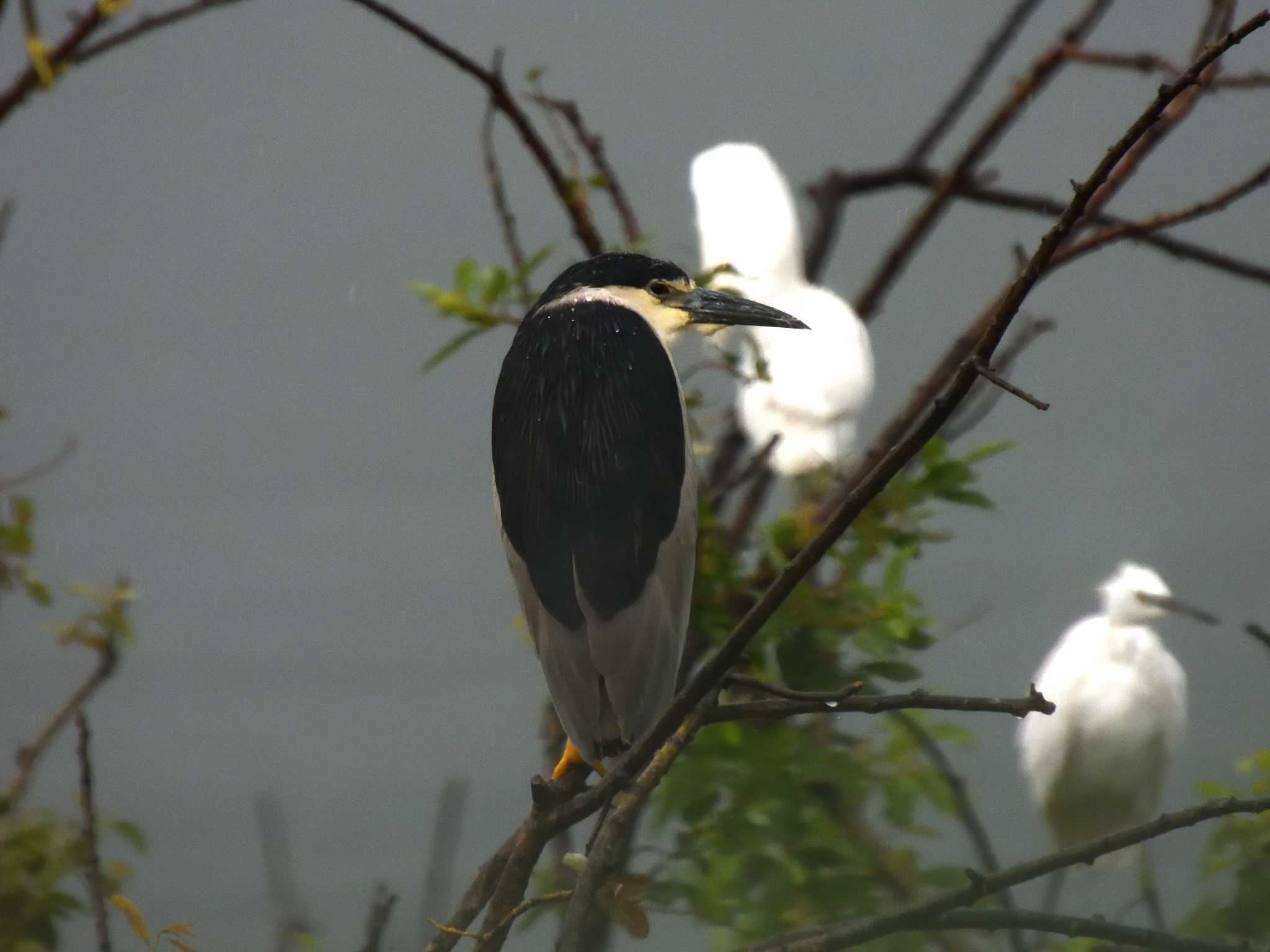 Black-crowned Night Heron