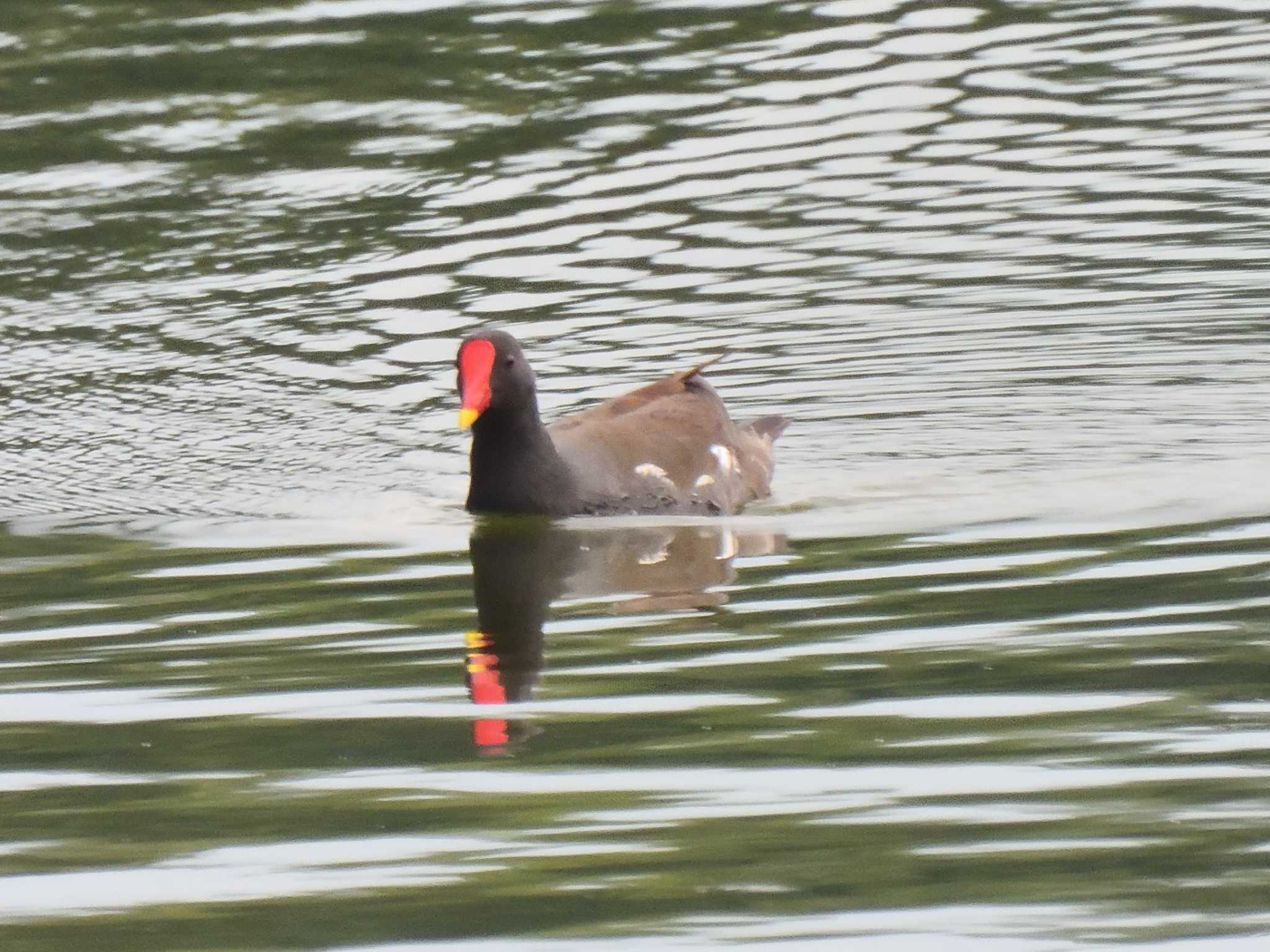 Common Moorhen