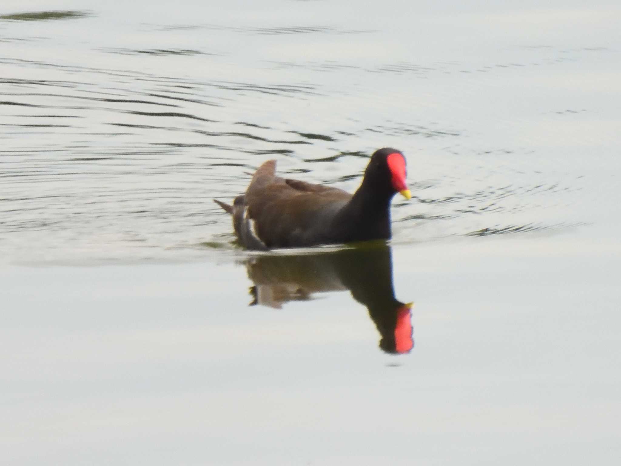 Common Moorhen