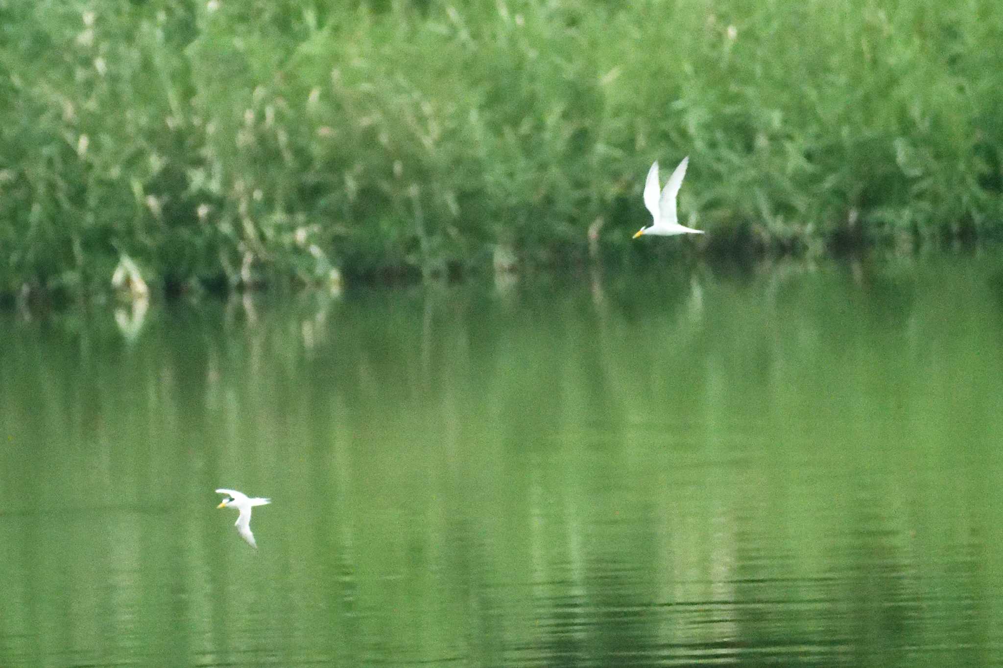 Little Tern