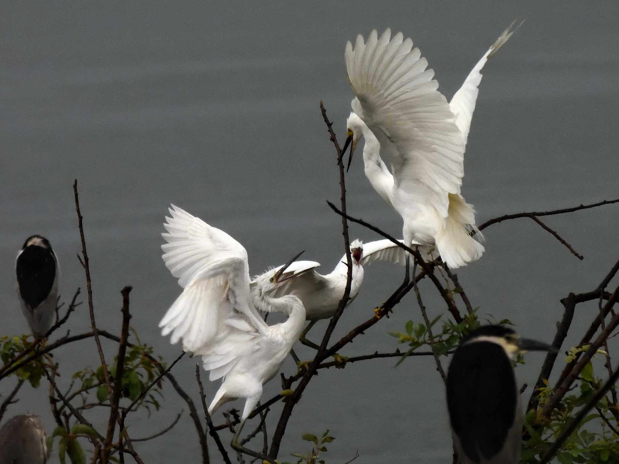 Medium Egret