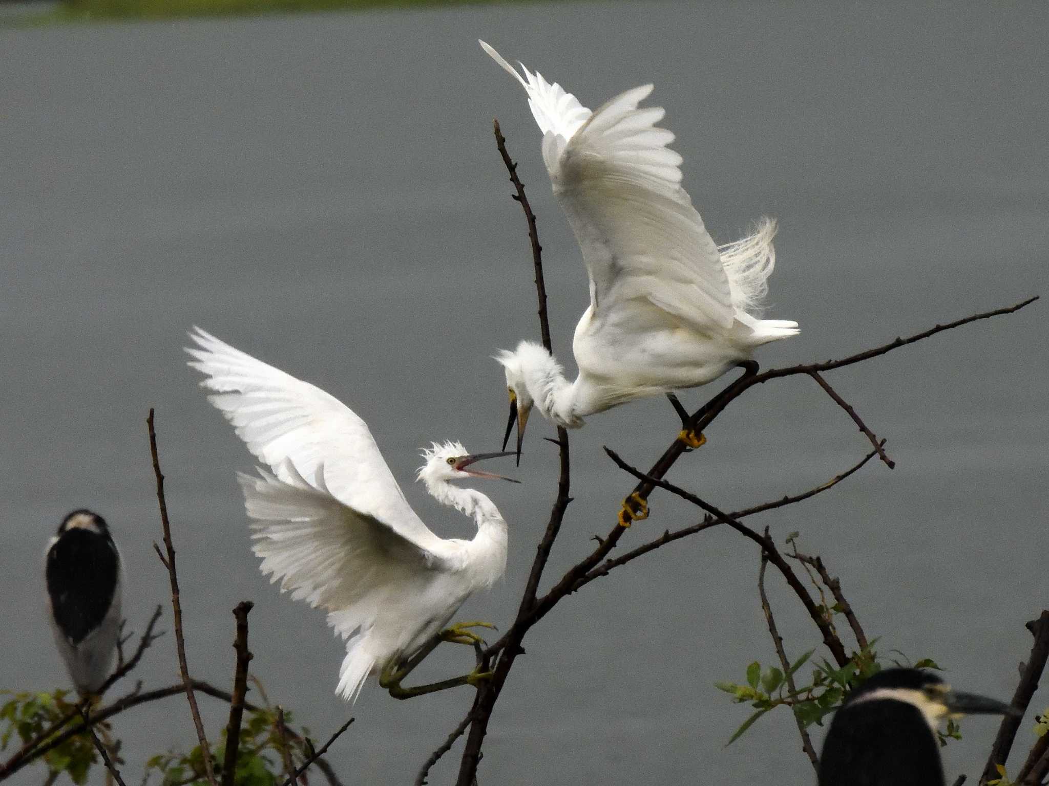 Medium Egret