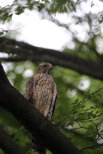 Eurasian Goshawk 東京都 Mon, 7/12/2021