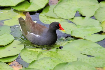 Common Moorhen Unknown Spots Thu, 7/8/2021