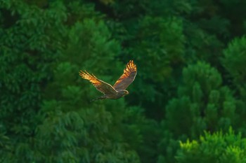 Grey-faced Buzzard 大分県 Sun, 7/11/2021