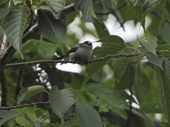 Long-tailed Tit 下永谷市民の森 Sat, 7/3/2021