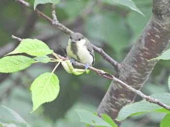 Japanese Tit 下永谷市民の森 Sat, 7/3/2021