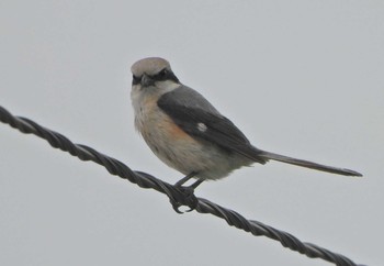 Bull-headed Shrike 横浜市営地下鉄下飯田駅から境川 Sun, 6/13/2021